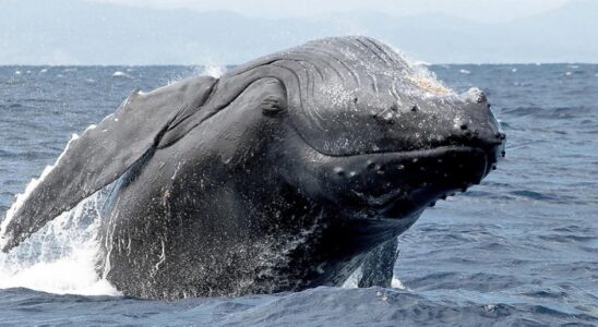 baleine