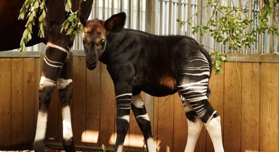 Okapi